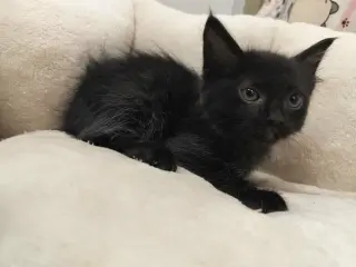 Dexter