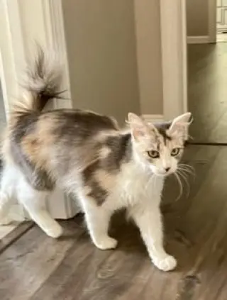 Delilah