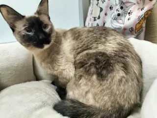 Daisy