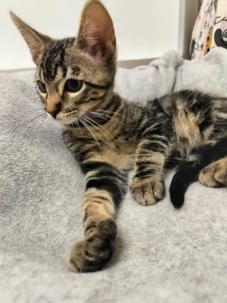 Cosmo