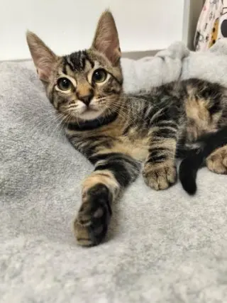 Cosmo