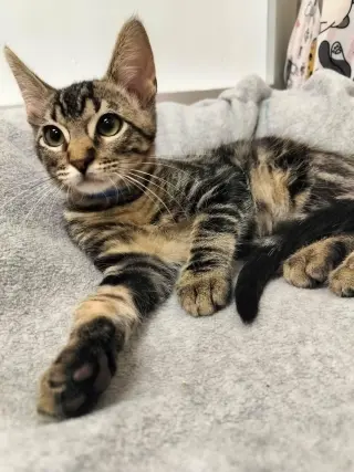 Cosmo