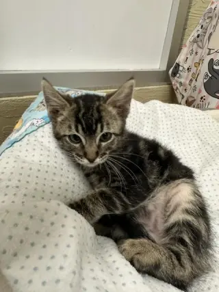 Cosmo