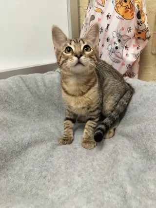 Carmie