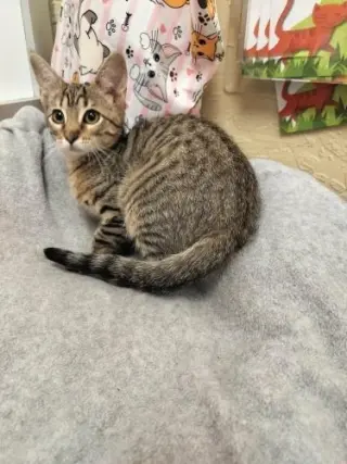 Carmie