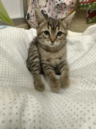 Carmie