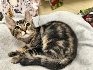 Carla