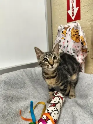 Carla