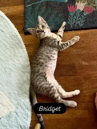 Bridget