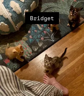 Bridget