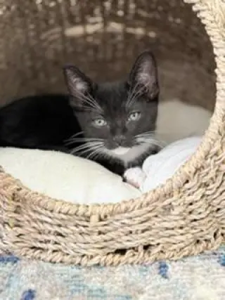 Bonnet