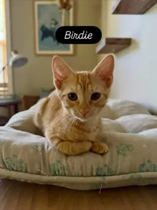 Birdie