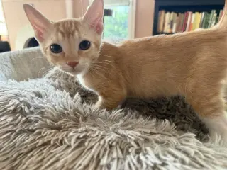 Benedict
