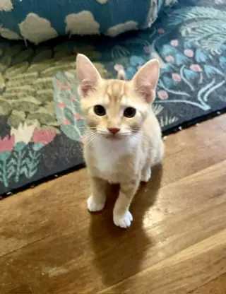 Benedict