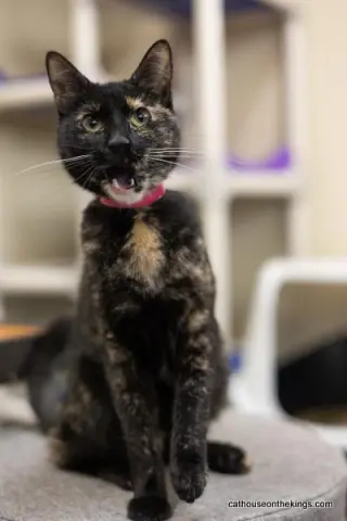 Bella the torti