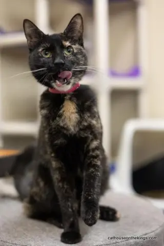 Bella the torti