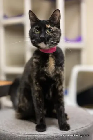 Bella the torti