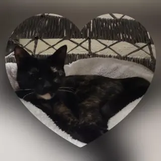 Bella the torti