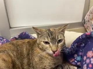 Bastet