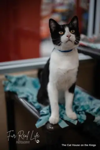 Bandit