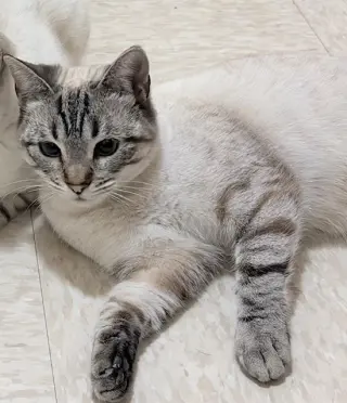 Astrid