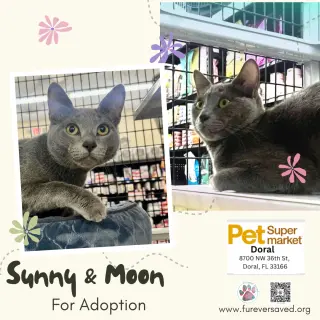 Sunny and Moon