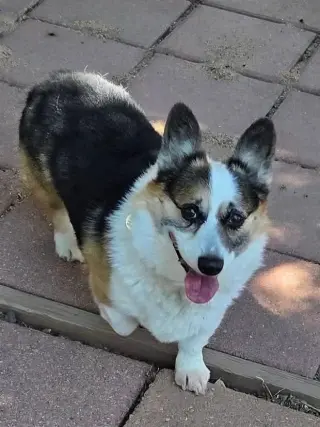 Copper