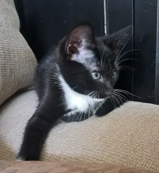 Mittens