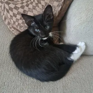 Mittens