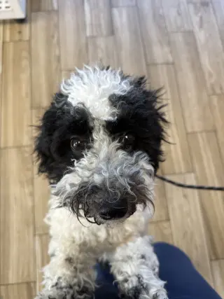 Bennie Doodle