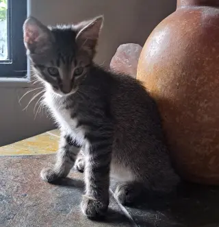 Loki