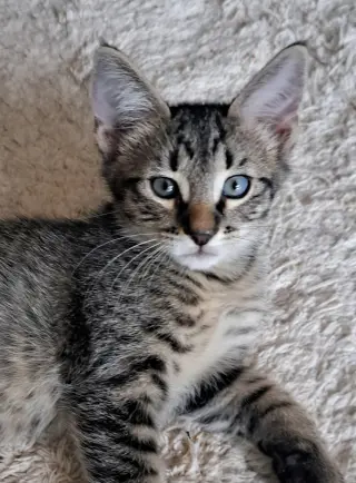 Loki