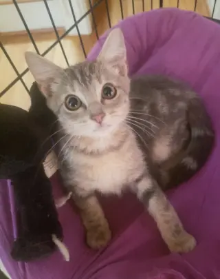 Penny