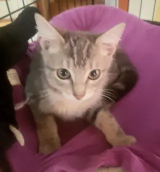Penny
