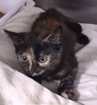 Moxie