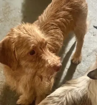 Buddy - tiny but mighty