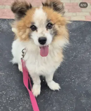 TOFFEE