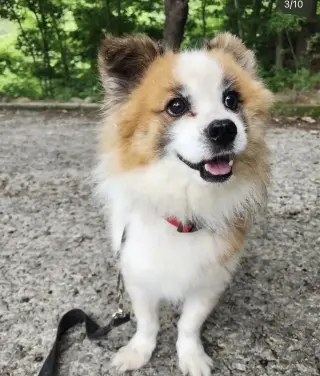 TOFFEE