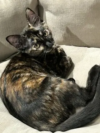 Cassie (Courtesy Post)