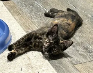 Cassie (Courtesy Post)