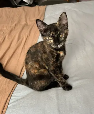Cassie (Courtesy Post)