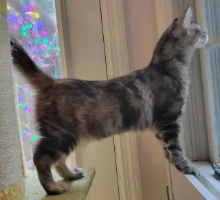 Jazzy