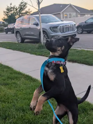 Tootsie Pup
