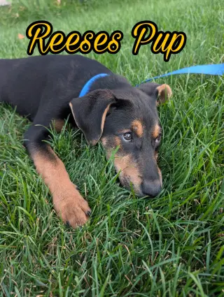 Reeses Pup