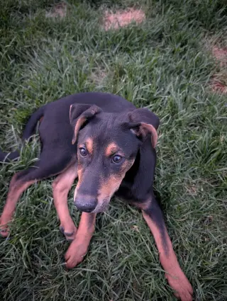 Reeses Pup