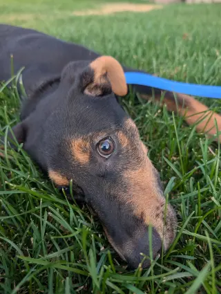 Reeses Pup