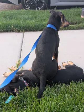 Reeses Pup