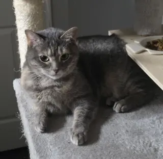 Calista
