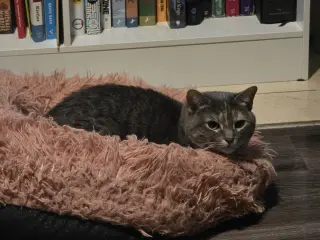 Calista
