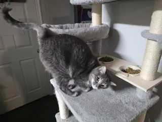 Calista